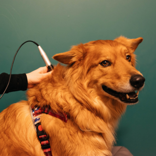 A veterinarian performs a therapeutic laser treatment on a dog