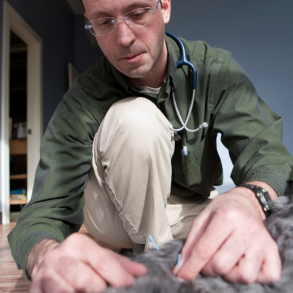 Jeff Corey, DVM performs acupuncture on a dog