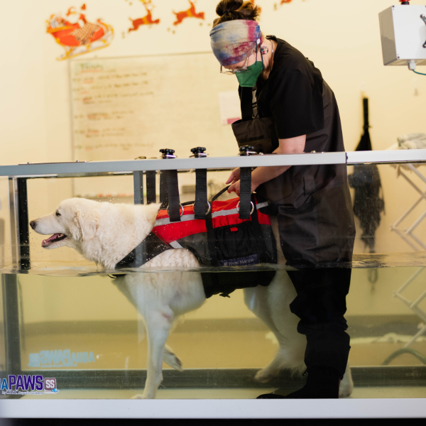 a veterinarian provides rehabilitative care to a large white dog in a hydrotreadmill