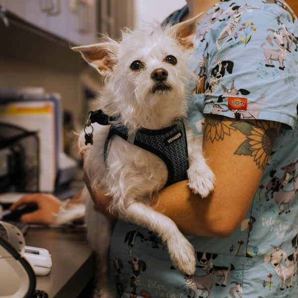 Veterinarian technician holding small white dog